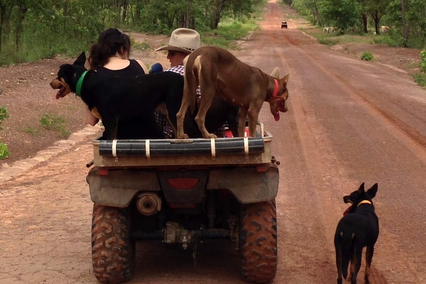 Working dogs on the back of a quad bike on a dirt road.