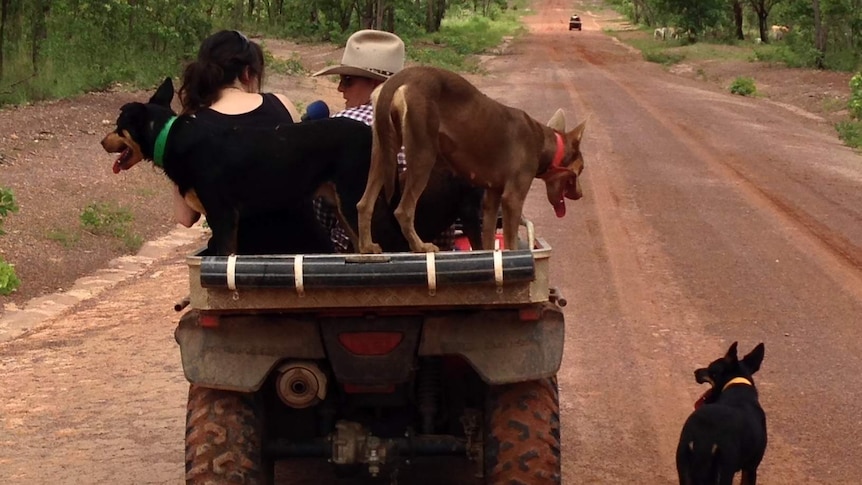 Working dogs on the back of a quad bike on a dirt road.