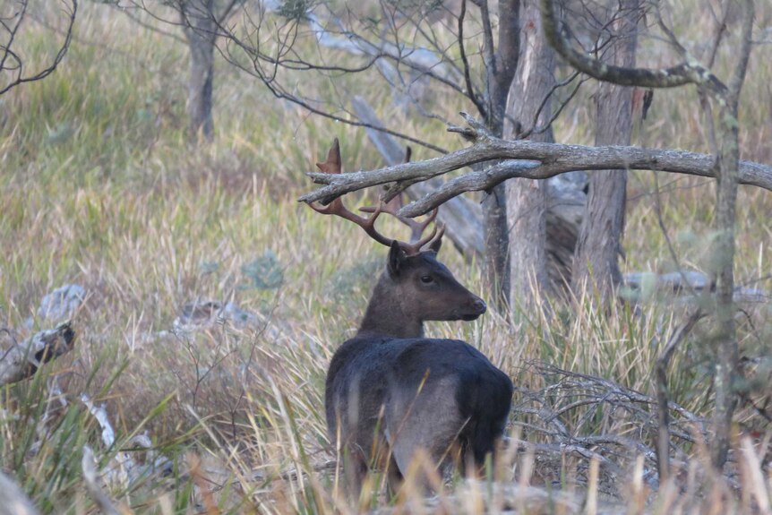 A brown deer in the Tasmanian bush