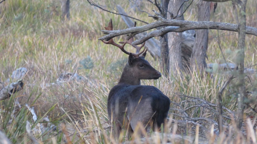 A brown deer in the Tasmanian bush