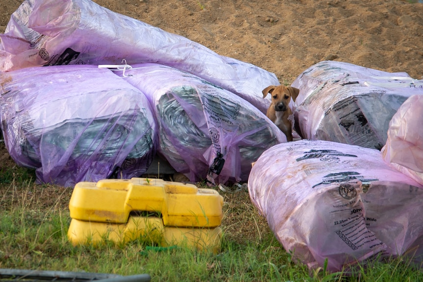 A small brown puppy sits among large purple bags filled with insulation material on a building site.