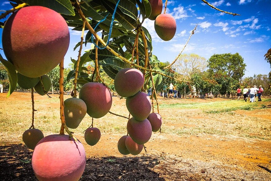 Mangoes ripening on the tree are showing the full red blush which is one of their major commercial attributes.