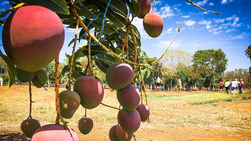 Mangoes ripening on the tree are showing the full red blush which is one of their major commercial attributes