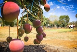 Mangoes ripening on the tree are showing the full red blush which is one of their major commercial attributes