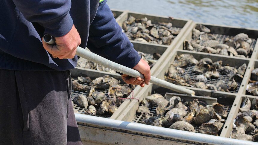 man raking oysters in a box