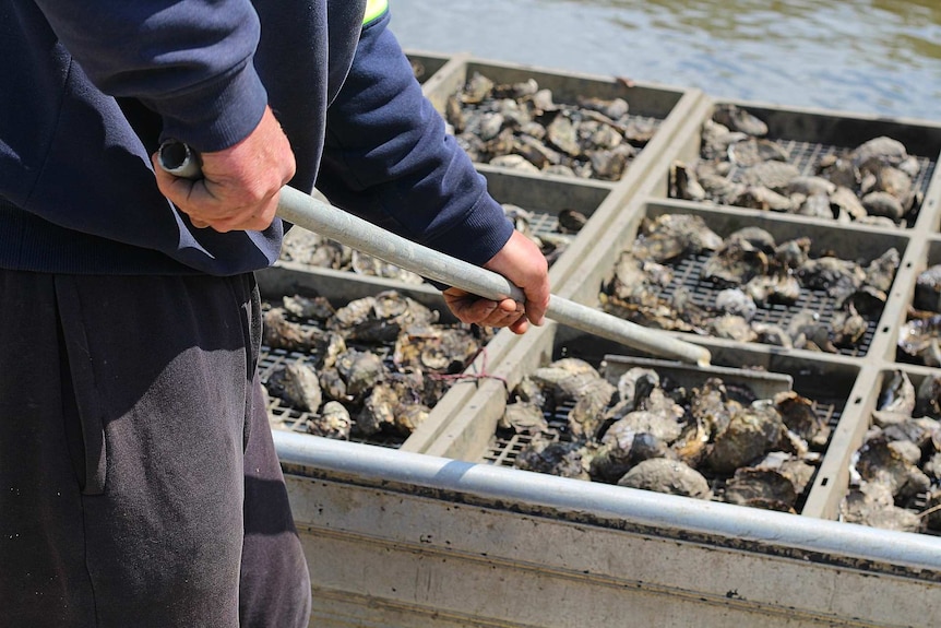 man raking oysters in a box