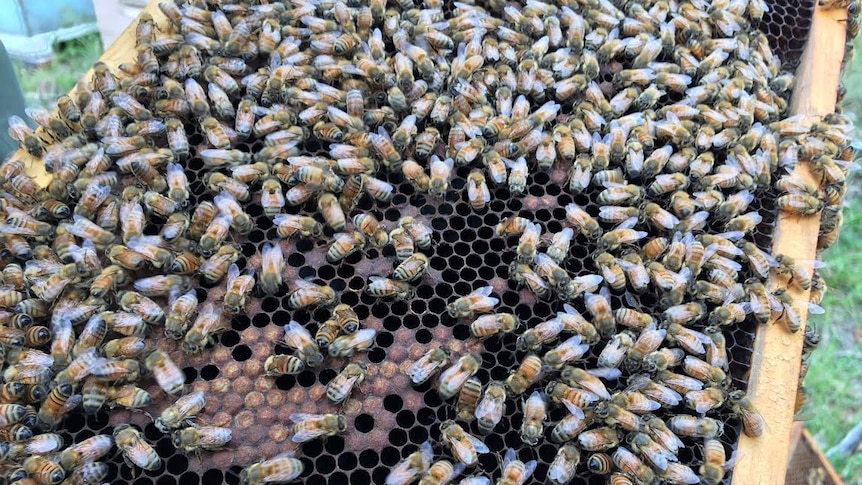 Close up photograph of bees from a commercial hive.
