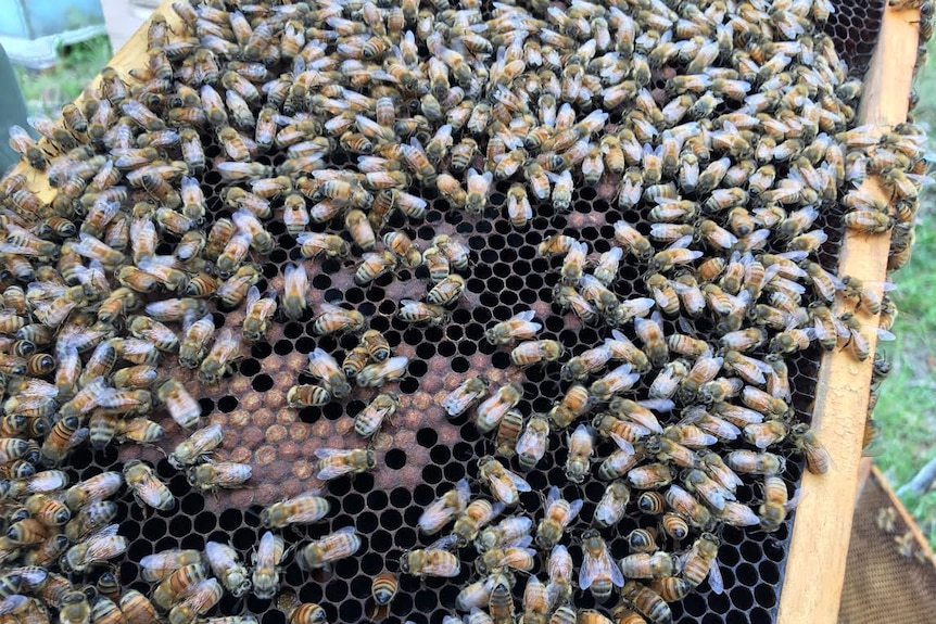 Close up photograph of bees from a commercial hive.