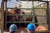 Indonesian workers unload Australian cattle at a port in Jakarta.
