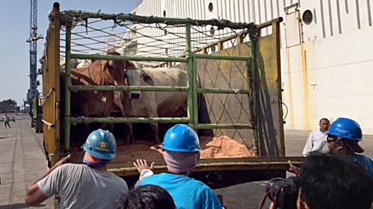 Indonesian workers unload Australian cattle at a port in Jakarta.
