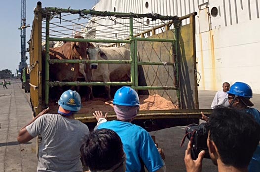 Indonesian workers unload Australian cattle at a port in Jakarta.