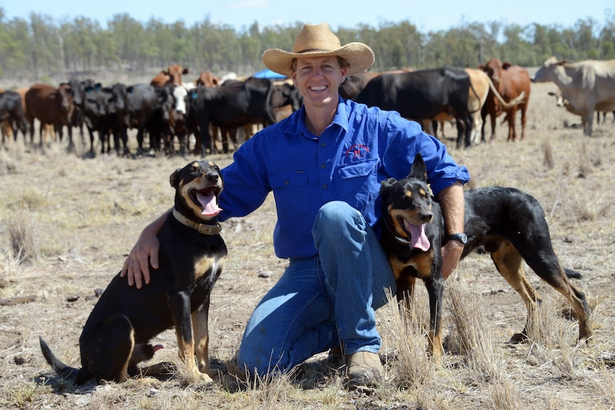 A man crouches with two kelpies in front of cattle.
