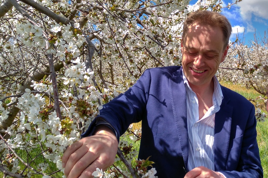 A man in a blue jacket and white shirt stands in front of a blossoming white cherry tree on a sunny day.n a su