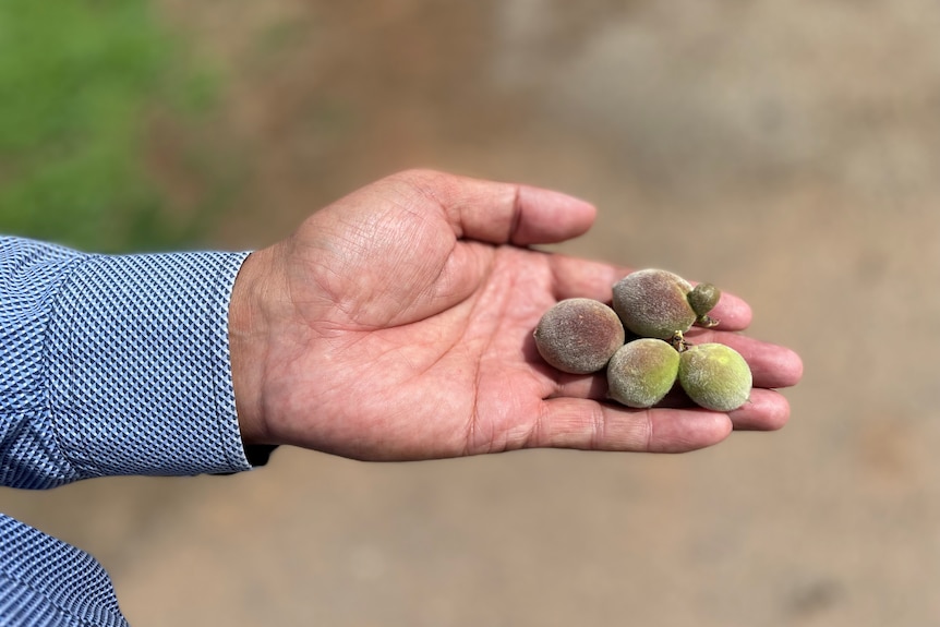 A hand holding fruit