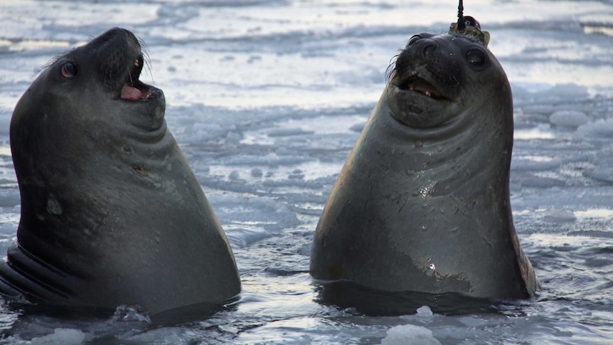 Two elephant seals with tracking devices