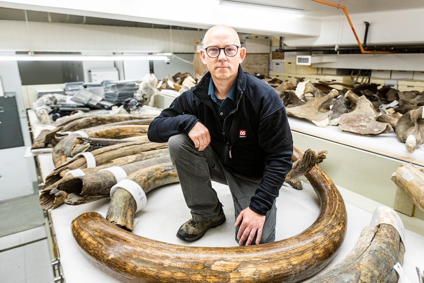 Man crouches on table with mammoth tusk