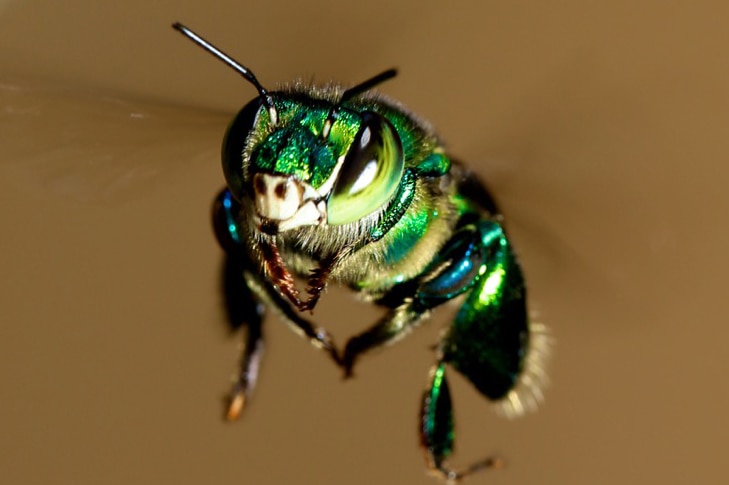 Orchid bee