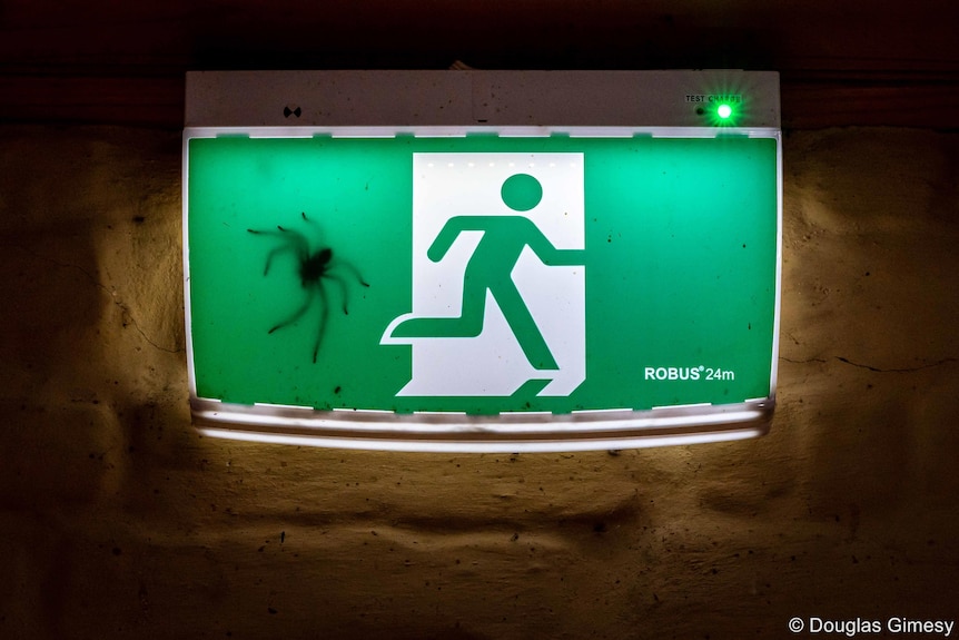 A spider can be seen through an exit sign. 