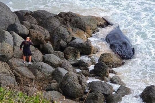 A humpback whale washed against rocks in shallow water off a headland.