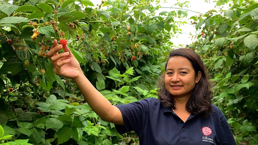 A woman is standing in a field picking a berry