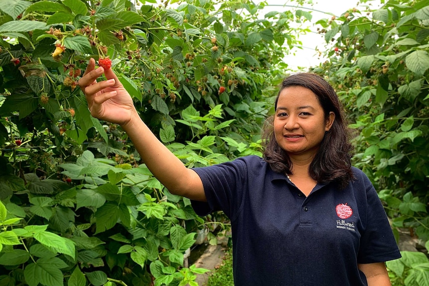 A woman is standing in a field picking a berry