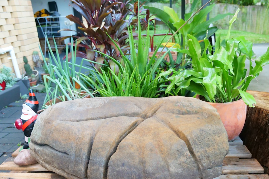A large rock carved with a star sits in front of pot plants and a garden gnome.