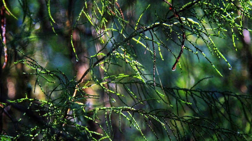Huon pines grow on the West Coast.