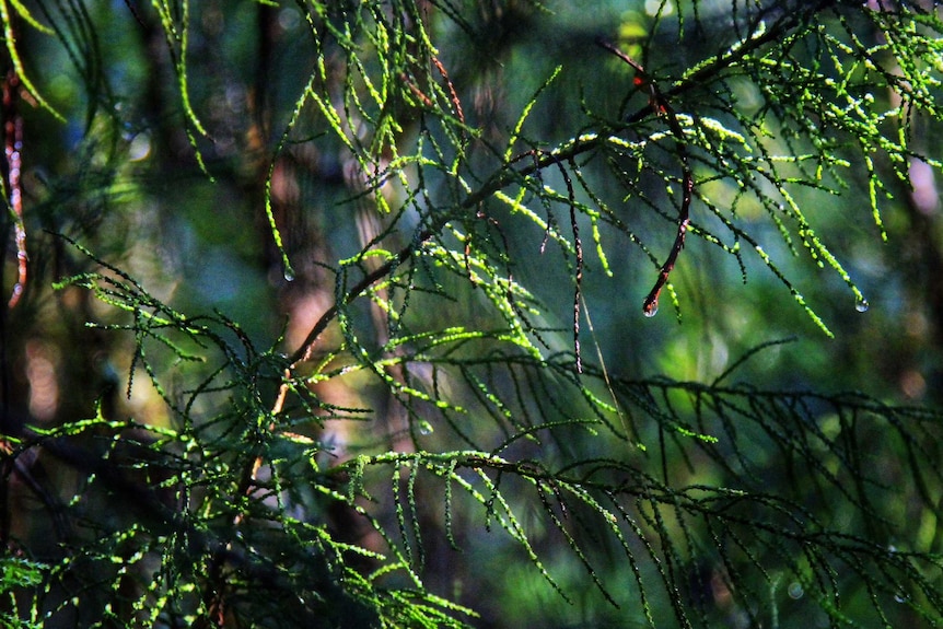 Huon pines grow on the West Coast.