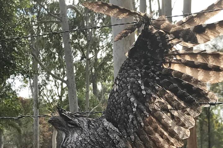 Tawny frogmouth bird found with its wing tangled in a barbed wire fence at Jimboomba.