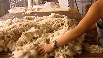 Fleece in wool shed