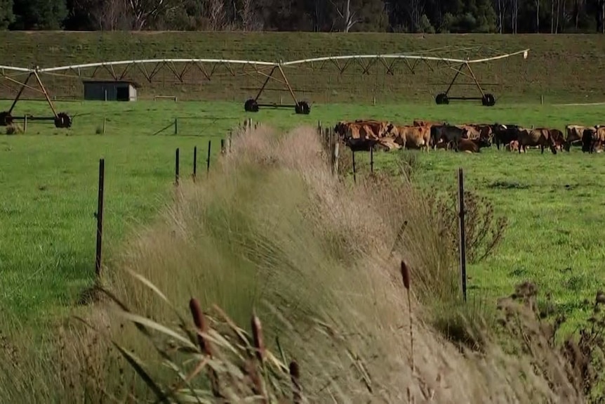 native grasses regrow in a fenced off area