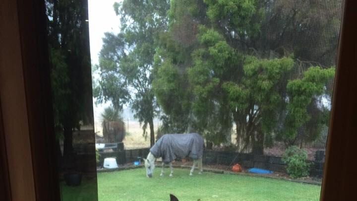 Ponies in the rain in Dumbleyung, Western Australia.