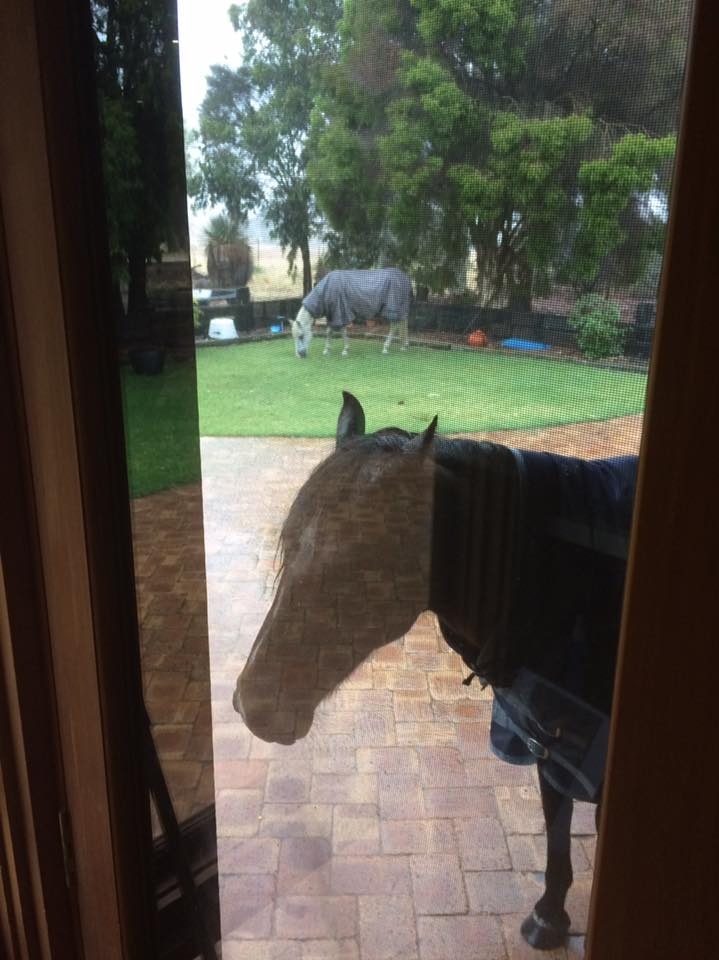 Ponies in the rain in Dumbleyung, Western Australia.