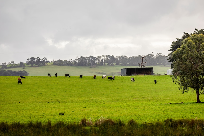 Lush green paddock with cows, trees in background