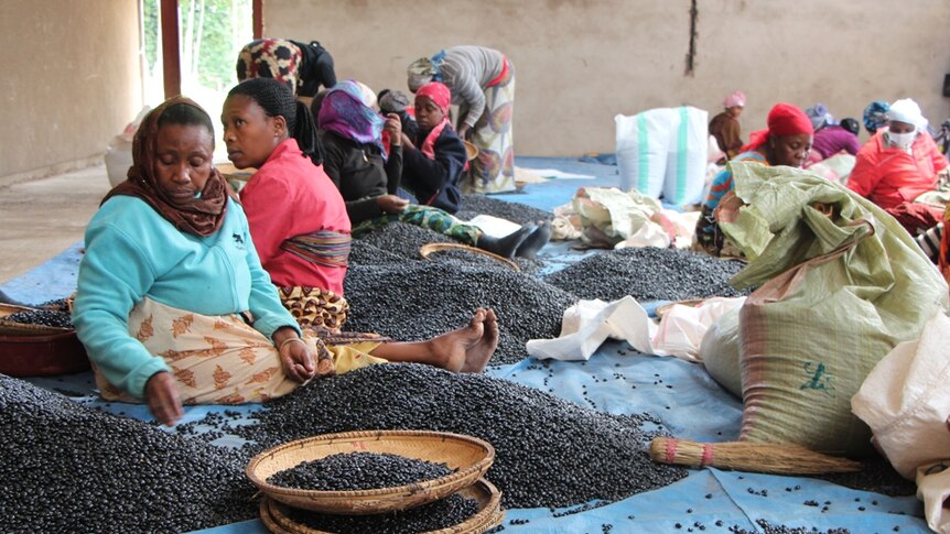Women sorting through black beans in a warehouse