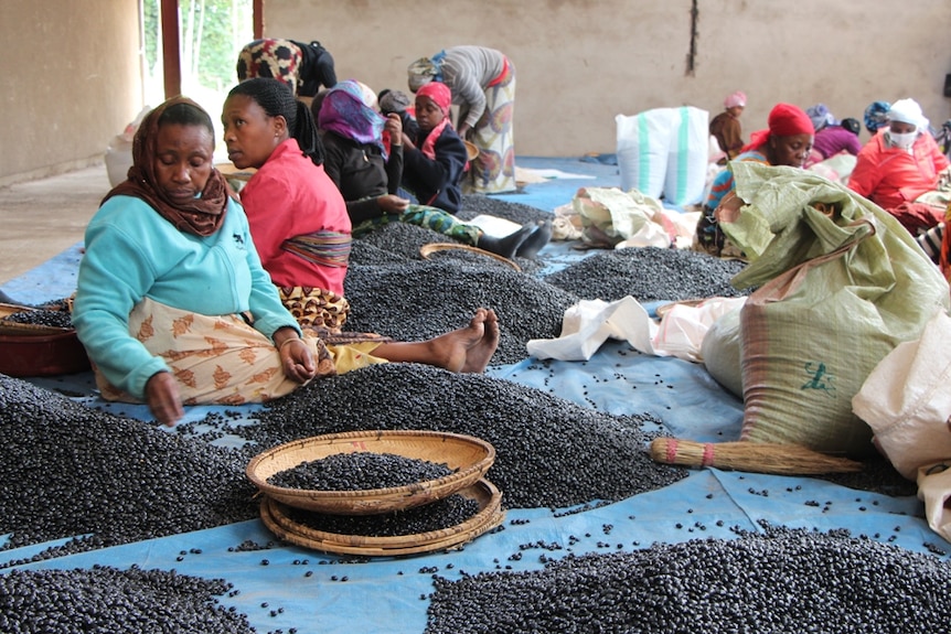 Women sorting through black beans in a warehouse
