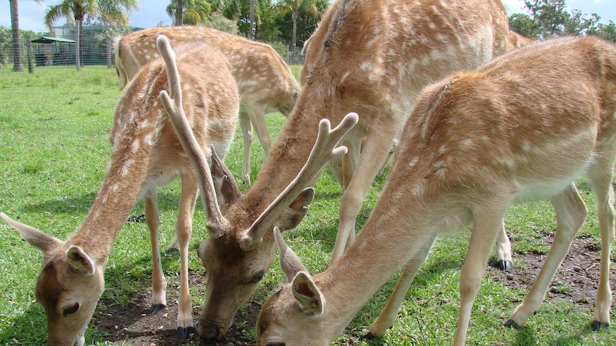 A group of deer eating grass in a paddock.