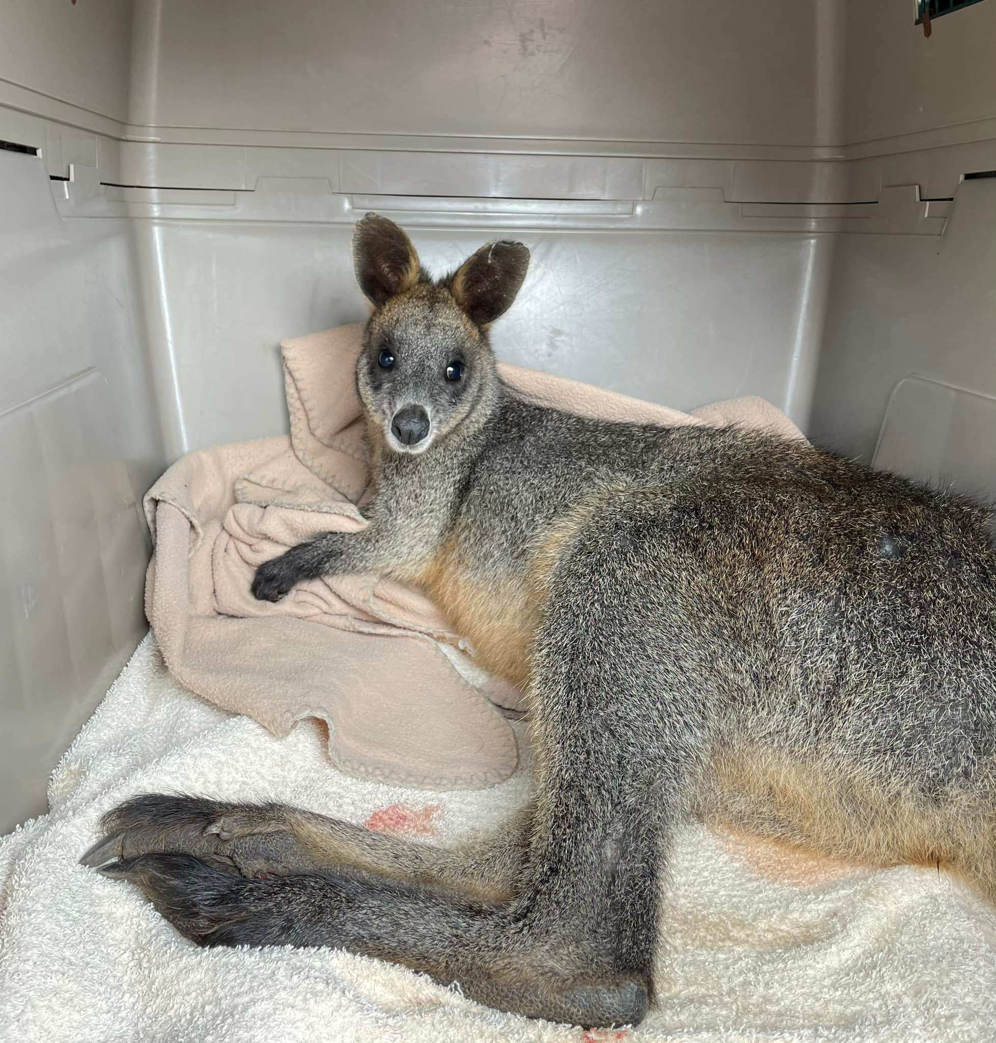 Swamp wallabies spotted on South Australia's Fleurieu Peninsula - ABC ...