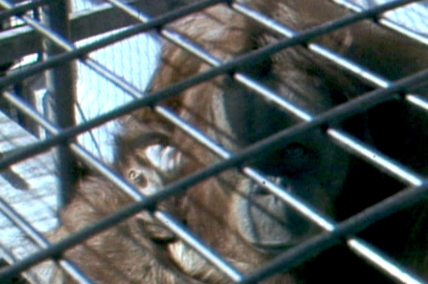 An orangutan mother holds her baby on a concrete surface behind a wire fence.