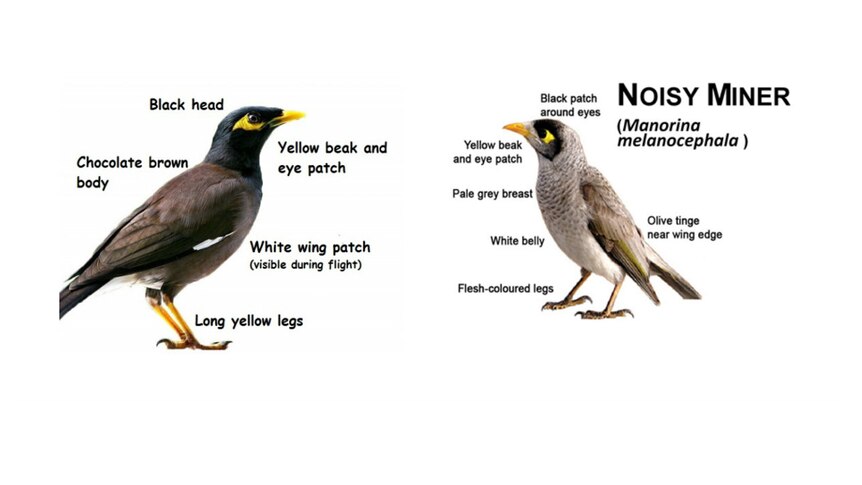 Indian myna and noisy miner.