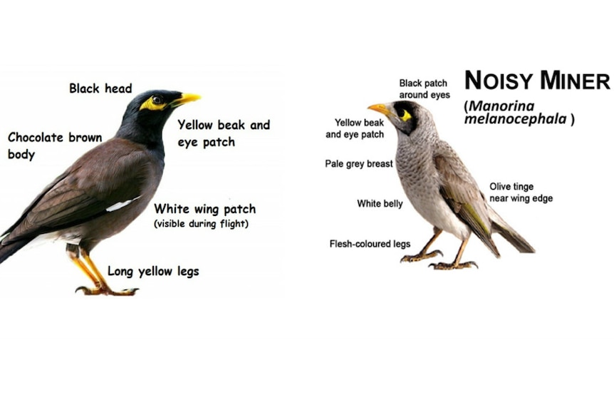 Indian myna and noisy miner.