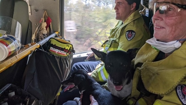 A man and a woman fire fighter sit in a fire truck. The woman has two small black dogs on her lap, and is smiling.