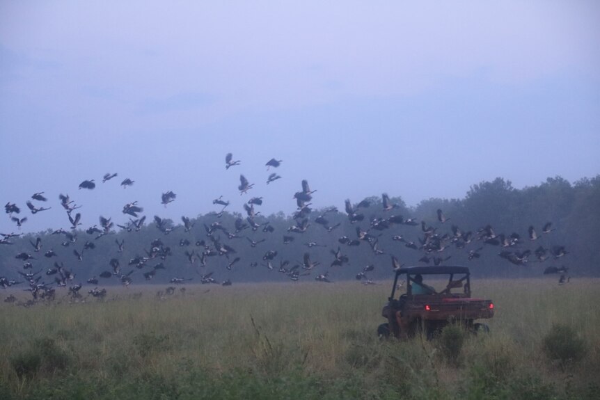 magpie geese launching and flying away from a buggy in long grass.