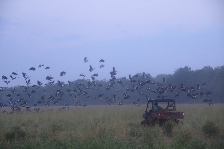 magpie geese launching and flying away from a buggy in long grass.