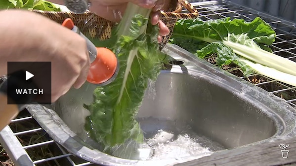 Vegetables being rinsed in a sink on top of a compost bay. Has Video.