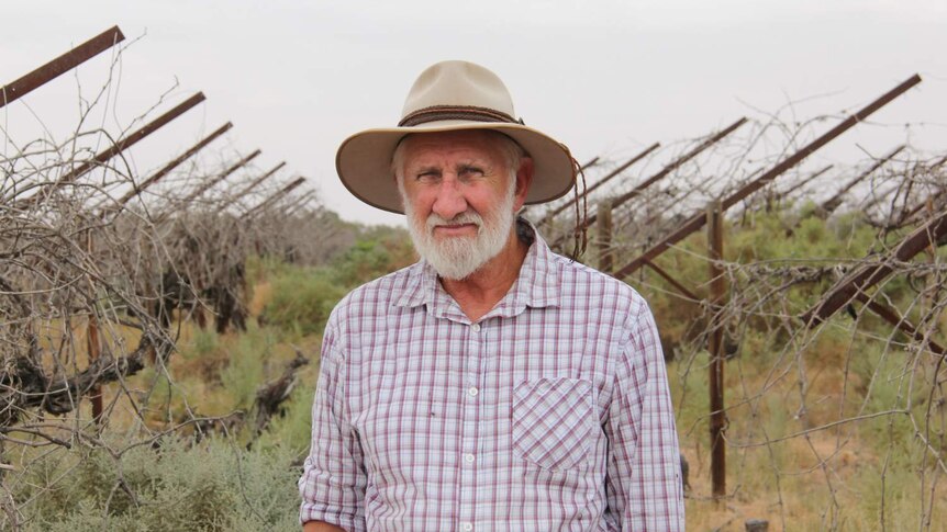 man in hat standing in vineyard