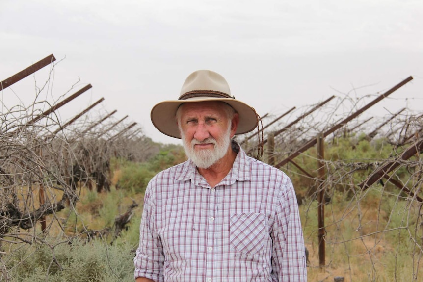 man in hat standing in vineyard