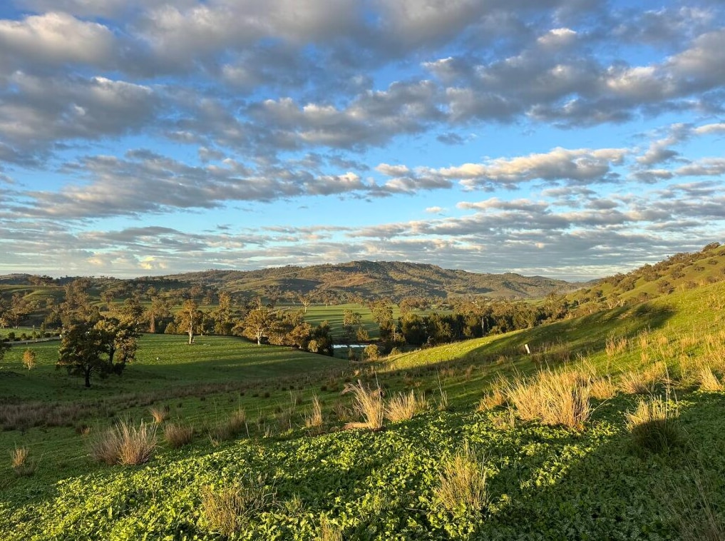Green paddocks mask lingering drought