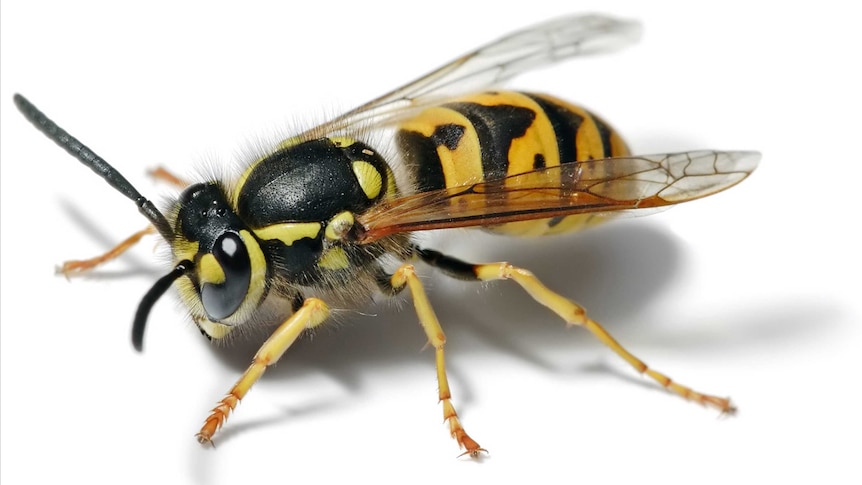 Close up of European wasp