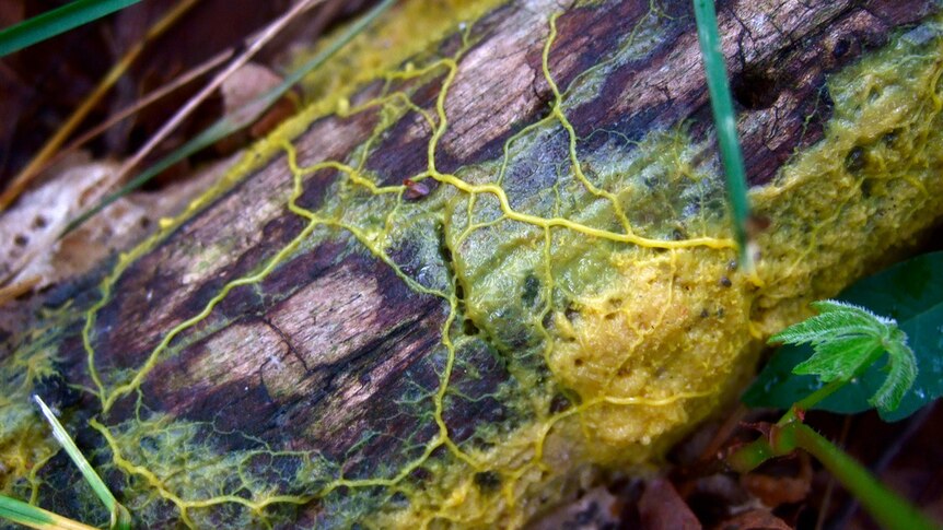 Slime mould Physarum polycephalum plasmodium